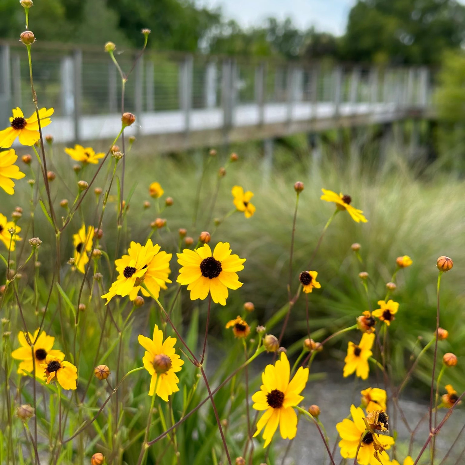 Coreopsis leavenworthii ( ตาเสือลีเวินเวิร์ธทิร์) 60 เมล็ด
