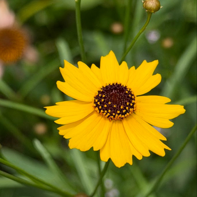 Coreopsis leavenworthii ( ตาเสือลีเวินเวิร์ธทิร์) 60 เมล็ด