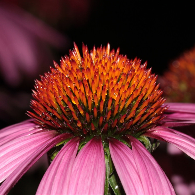 Echinacea purpurea (เอคิเนเชีย เพอร์พูเรีย) 50 เมล็ด