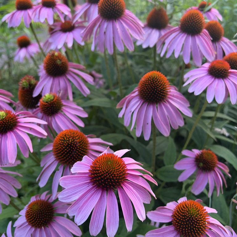 Echinacea purpurea (เอคิเนเชีย เพอร์พูเรีย) 50 เมล็ด