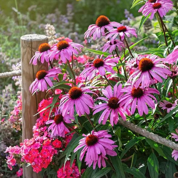 Echinacea purpurea (เอคิเนเชีย เพอร์พูเรีย) 60 เมล็ด