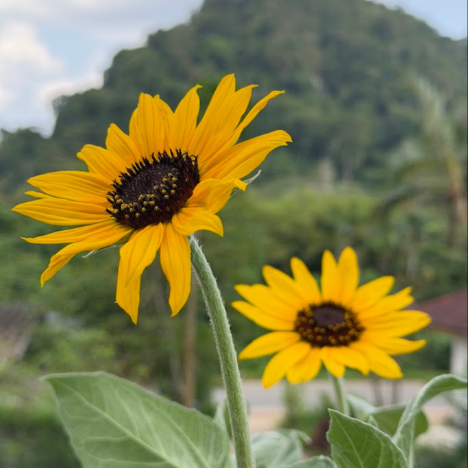Helianthus argophyllus (ทานตะวันเท็กซัส ใบขนสีเงิน) 50 เมล็ด