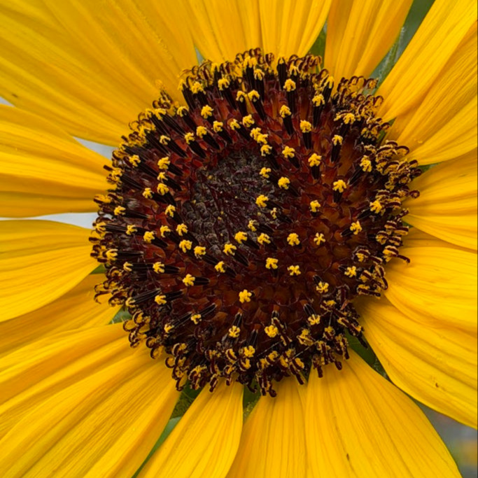 Helianthus argophyllus (ทานตะวันเท็กซัส ใบขนสีเงิน) 50 เมล็ด