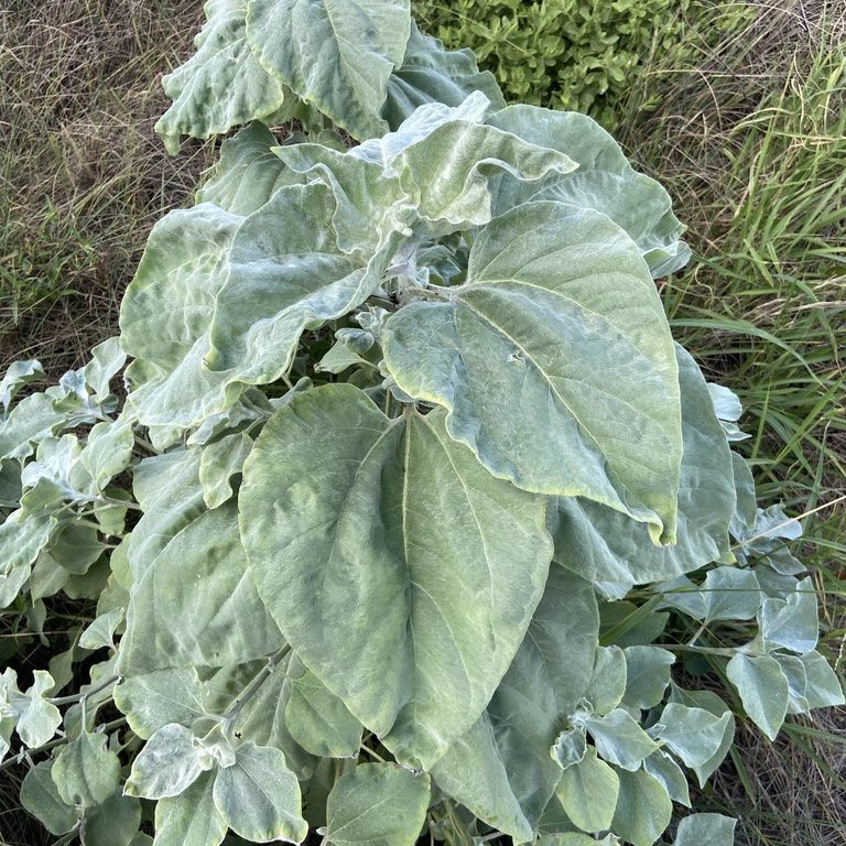 Helianthus argophyllus (ทานตะวันเท็กซัส ใบขนสีเงิน) 50 เมล็ด