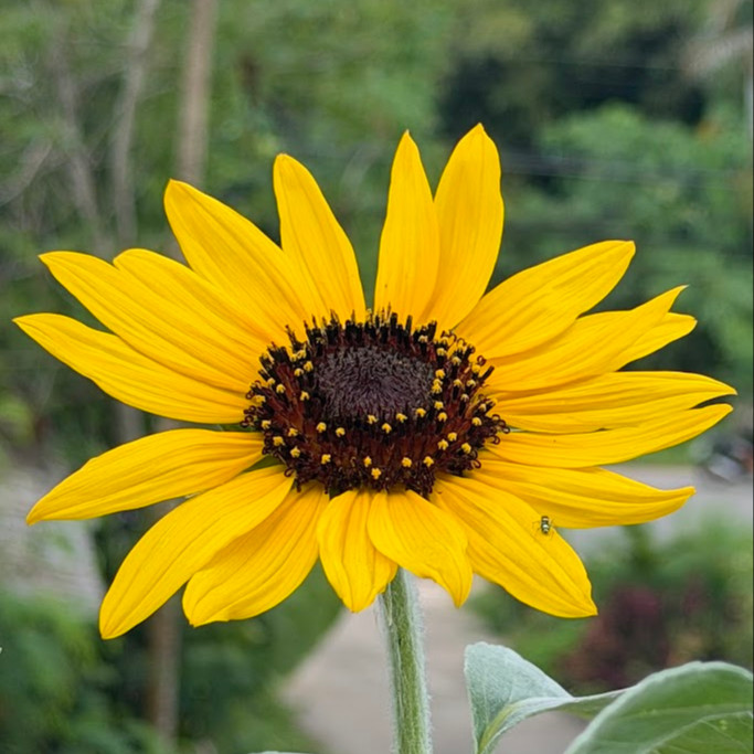 Helianthus argophyllus (ทานตะวันเท็กซัส ใบขนสีเงิน) 50 เมล็ด