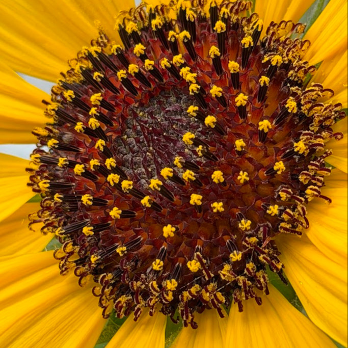 Helianthus argophyllus OP (ทานตะวันเท็กซัส ใบขนสีเงิน) 50 เมล็ด