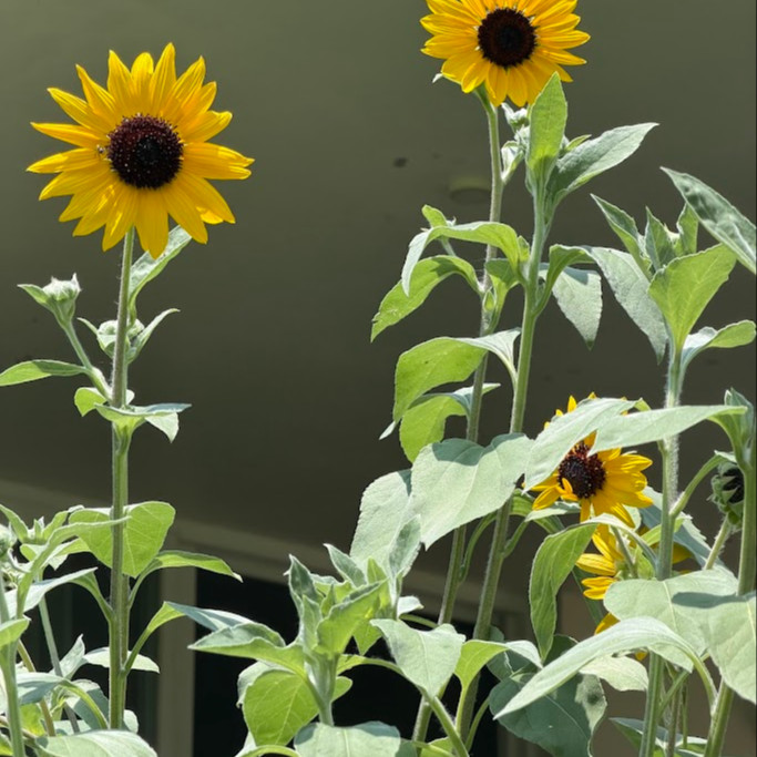 Helianthus argophyllus (ทานตะวันเท็กซัส ใบขนสีเงิน) 50 เมล็ด