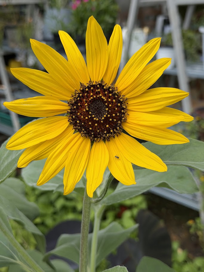 Helianthus argophyllus (ทานตะวันเท็กซัส ใบขนสีเงิน) 50 เมล็ด
