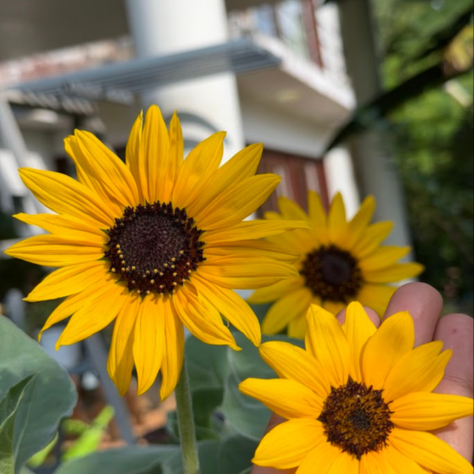 Helianthus argophyllus (ทานตะวันเท็กซัส ใบขนสีเงิน) 50 เมล็ด