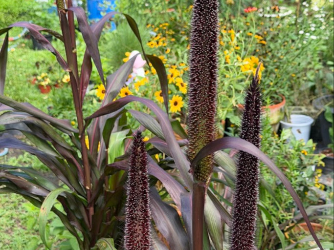 Pennisetum glaucum ‘Purple Baron’ OP ( ข้าวฟ่างประดับ  ) 200 เมล็ด