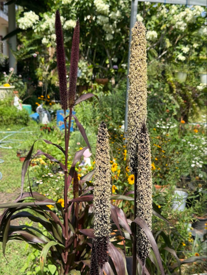 Pennisetum glaucum ‘Purple Baron’ OP ( ข้าวฟ่างประดับ  ) 200 เมล็ด