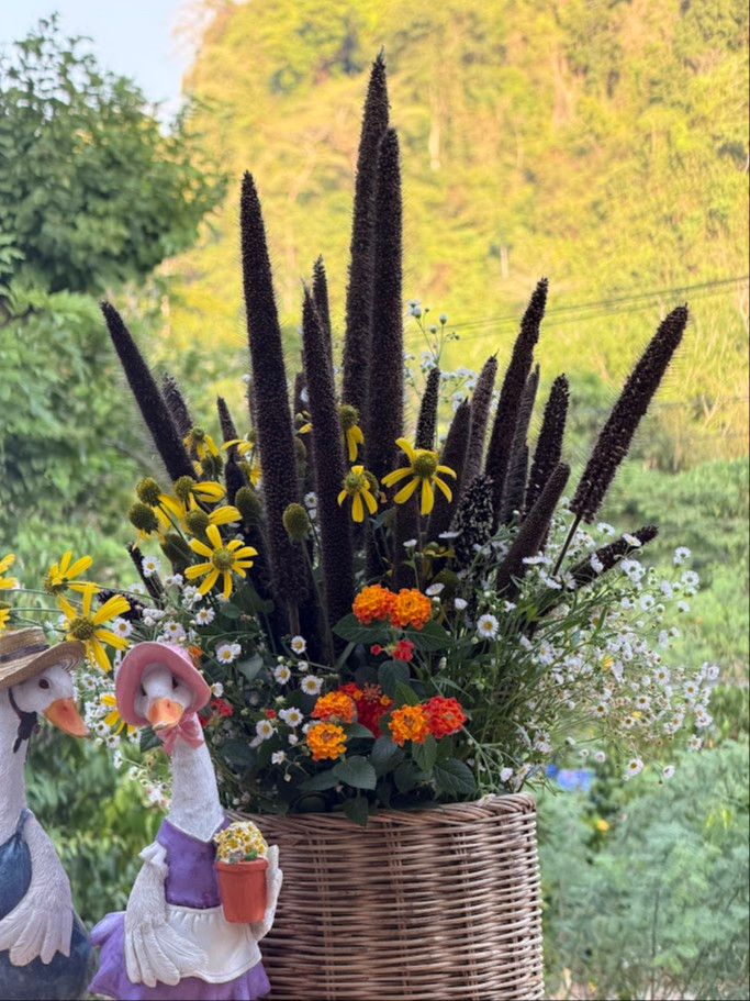 Pennisetum glaucum ‘Purple Baron’ OP ( ข้าวฟ่างประดับ  ) 200 เมล็ด