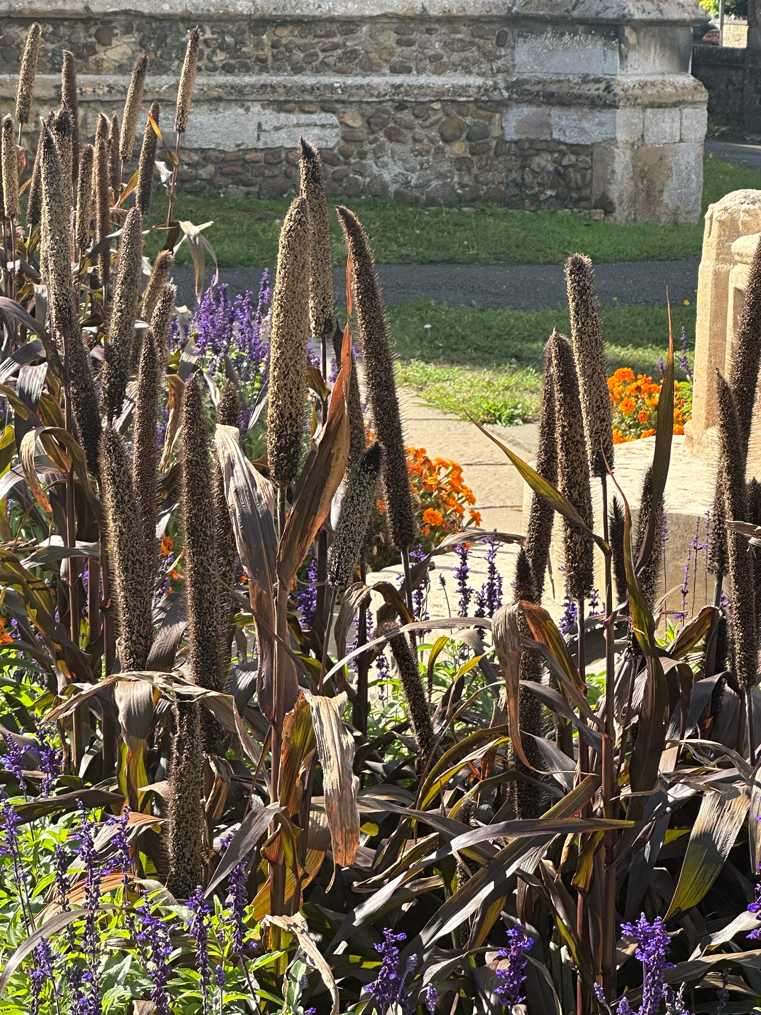 Pennisetum glaucum ‘Purple Baron’ OP ( ข้าวฟ่างประดับ  ) 200 เมล็ด