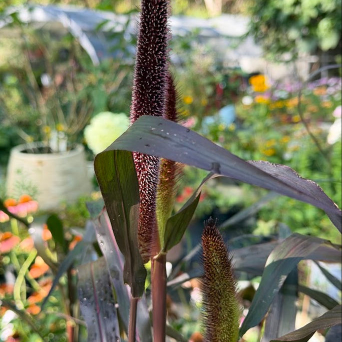 Pennisetum glaucum ‘Purple Baron’ OP ( ข้าวฟ่างประดับ  ) 200 เมล็ด