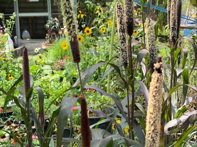 Pennisetum glaucum ‘Purple Baron’ OP ( ข้าวฟ่างประดับ  ) 200 เมล็ด