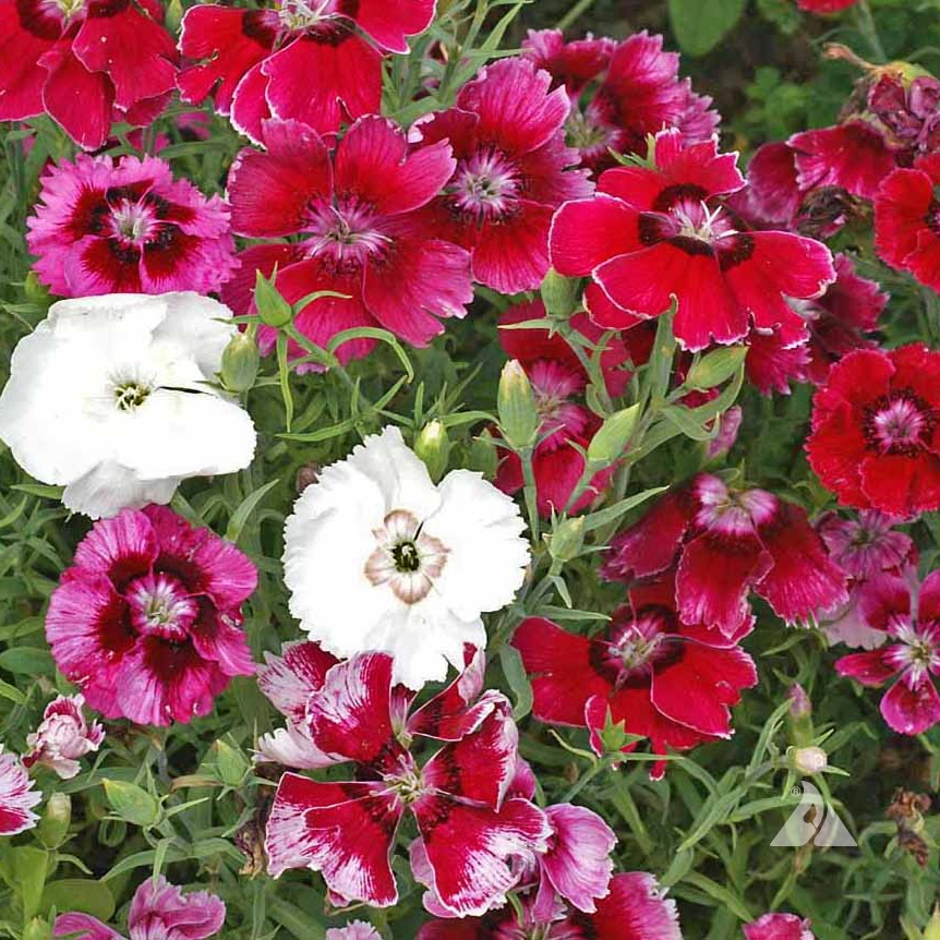 Dianthus chinensis Baby Doll Mix (ผีเสื้อคาร์เนชั่นจีน) คละสี 150 เมล็ด เมล็ดนำเข้า จาก อเมริกา