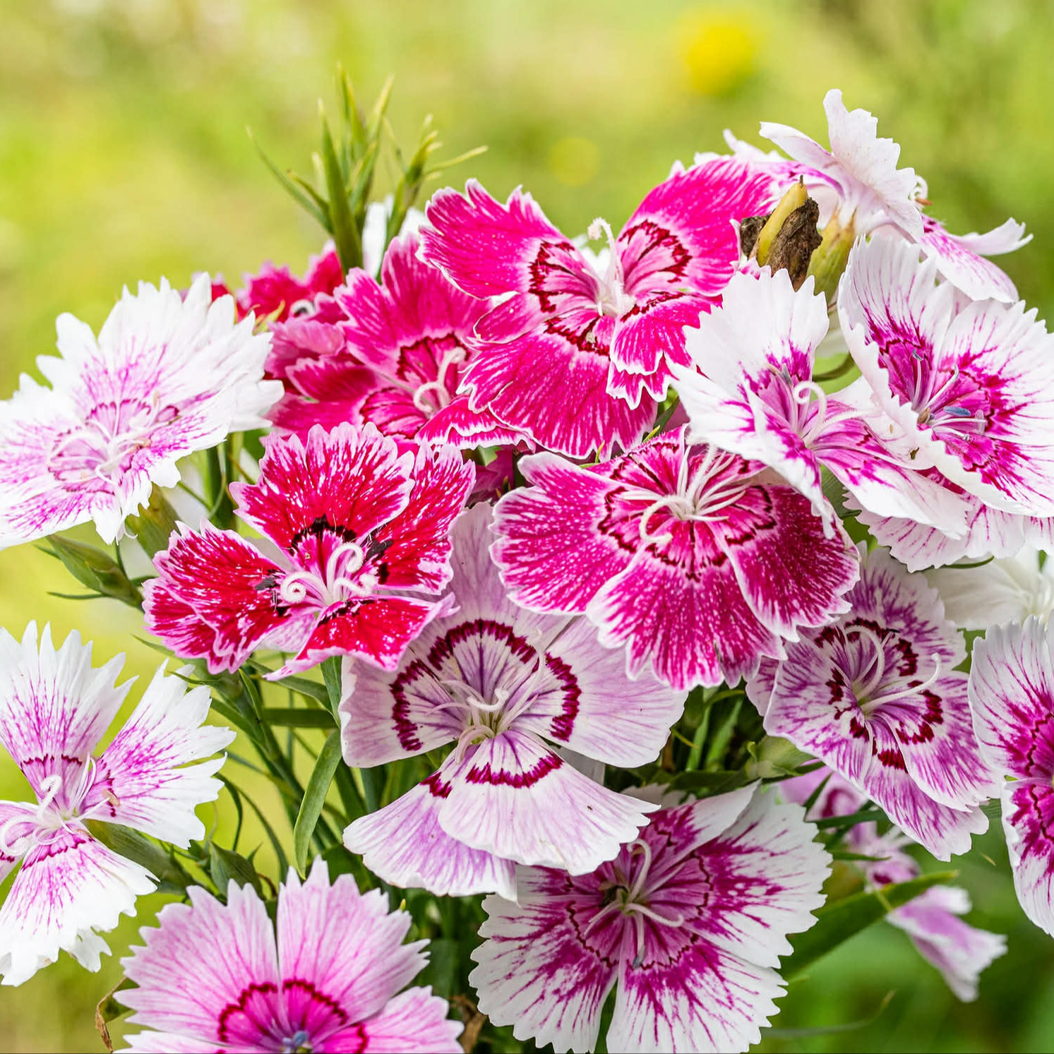 Dianthus chinensis Baby Doll Mix (ผีเสื้อคาร์เนชั่นจีน) คละสี 150 เมล็ด เมล็ดนำเข้า จาก อเมริกา