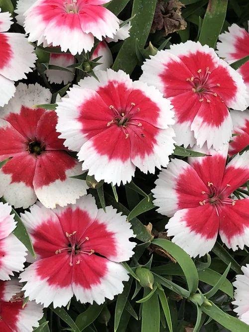 Dianthus chinensis Baby Doll Mix (ผีเสื้อคาร์เนชั่นจีน) คละสี 150 เมล็ด เมล็ดนำเข้า จาก อเมริกา