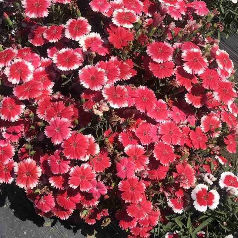 Dianthus chinensis Baby Doll Mix (ผีเสื้อคาร์เนชั่นจีน) คละสี 150 เมล็ด เมล็ดนำเข้า จาก อเมริกา