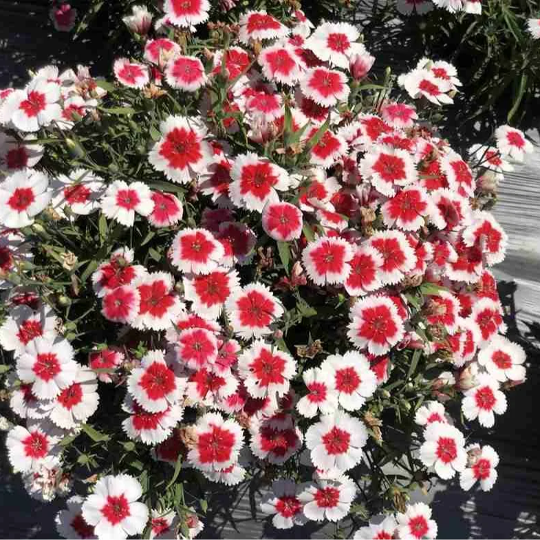 Dianthus chinensis Baby Doll Mix (ผีเสื้อคาร์เนชั่นจีน) คละสี 150 เมล็ด เมล็ดนำเข้า จาก อเมริกา