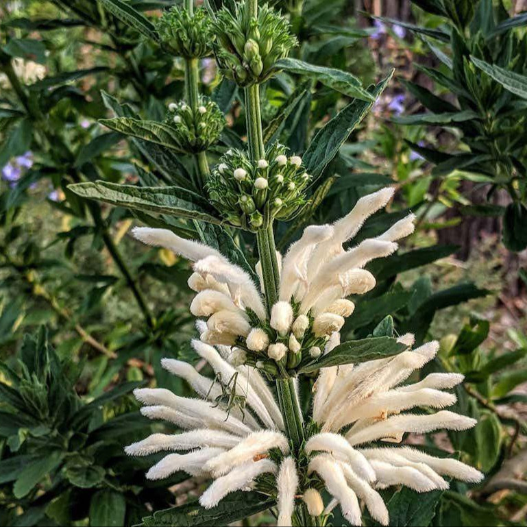 Leonotis leonurus ‘Alba’  (ไลออนเทล สีขาว) 5 เมล็ด เมล็ดแท้ 100%