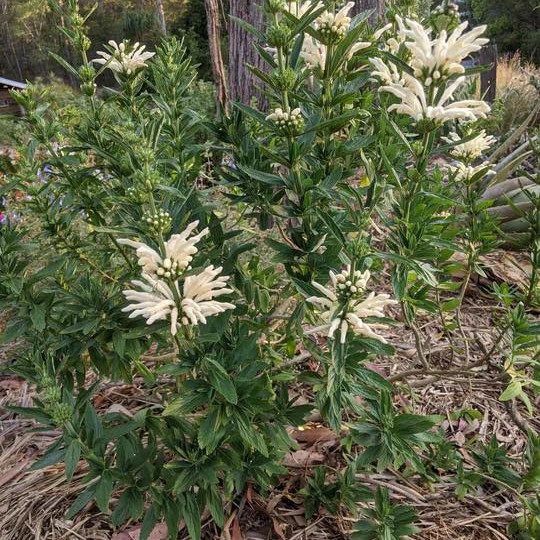 Leonotis leonurus ‘Alba’  (ไลออนเทล สีขาว) 5 เมล็ด เมล็ดแท้ 100%