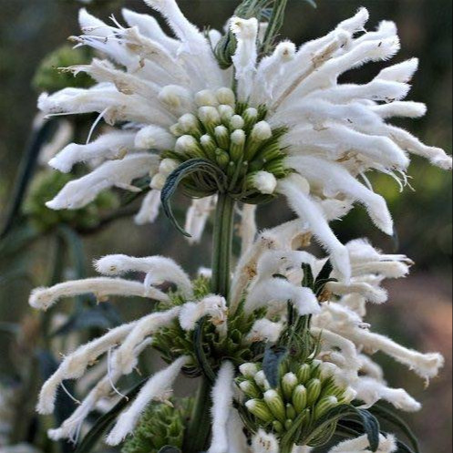 Leonotis leonurus ‘Alba’  (ไลออนเทล สีขาว) 5 เมล็ด เมล็ดแท้ 100%
