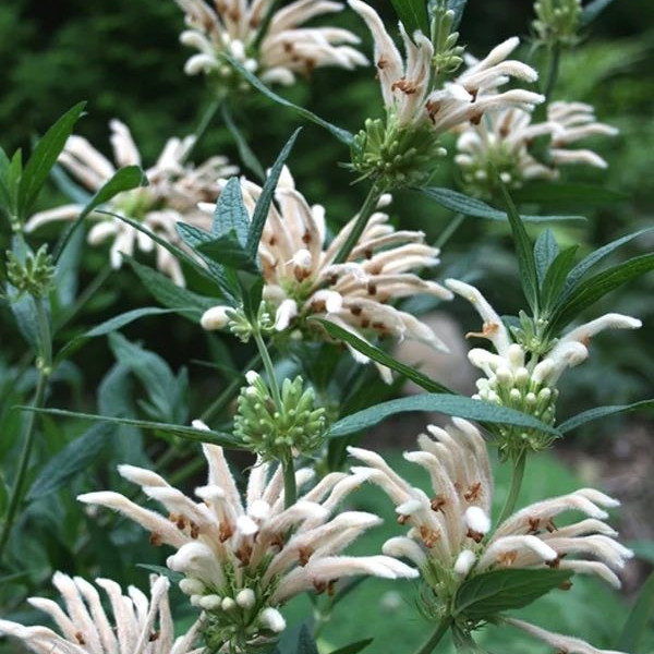 Leonotis leonurus ‘Alba’  (ไลออนเทล สีขาว) 5 เมล็ด เมล็ดแท้ 100%