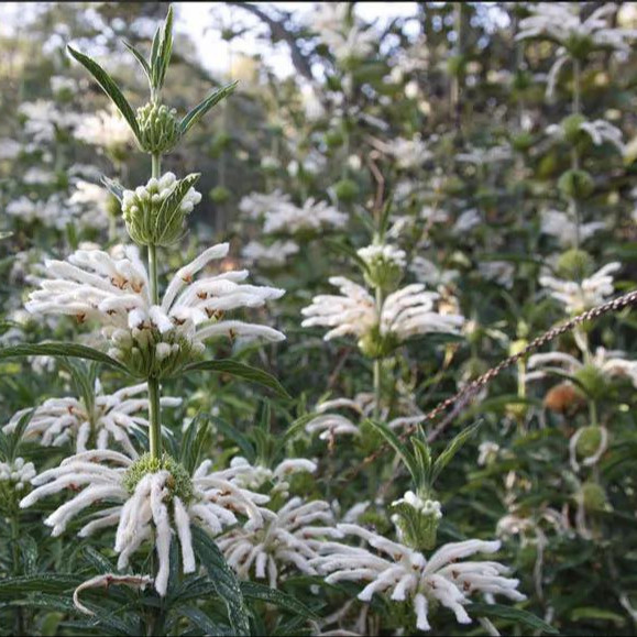 Leonotis leonurus ‘Alba’  (ไลออนเทล สีขาว) 5 เมล็ด เมล็ดแท้ 100%
