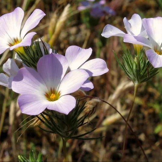 Linanthus grandiflorus (ฟล๊อกซ์ภูเขาสีชมพู)  200 เมล็ด เมล็ดน้ำเข้า