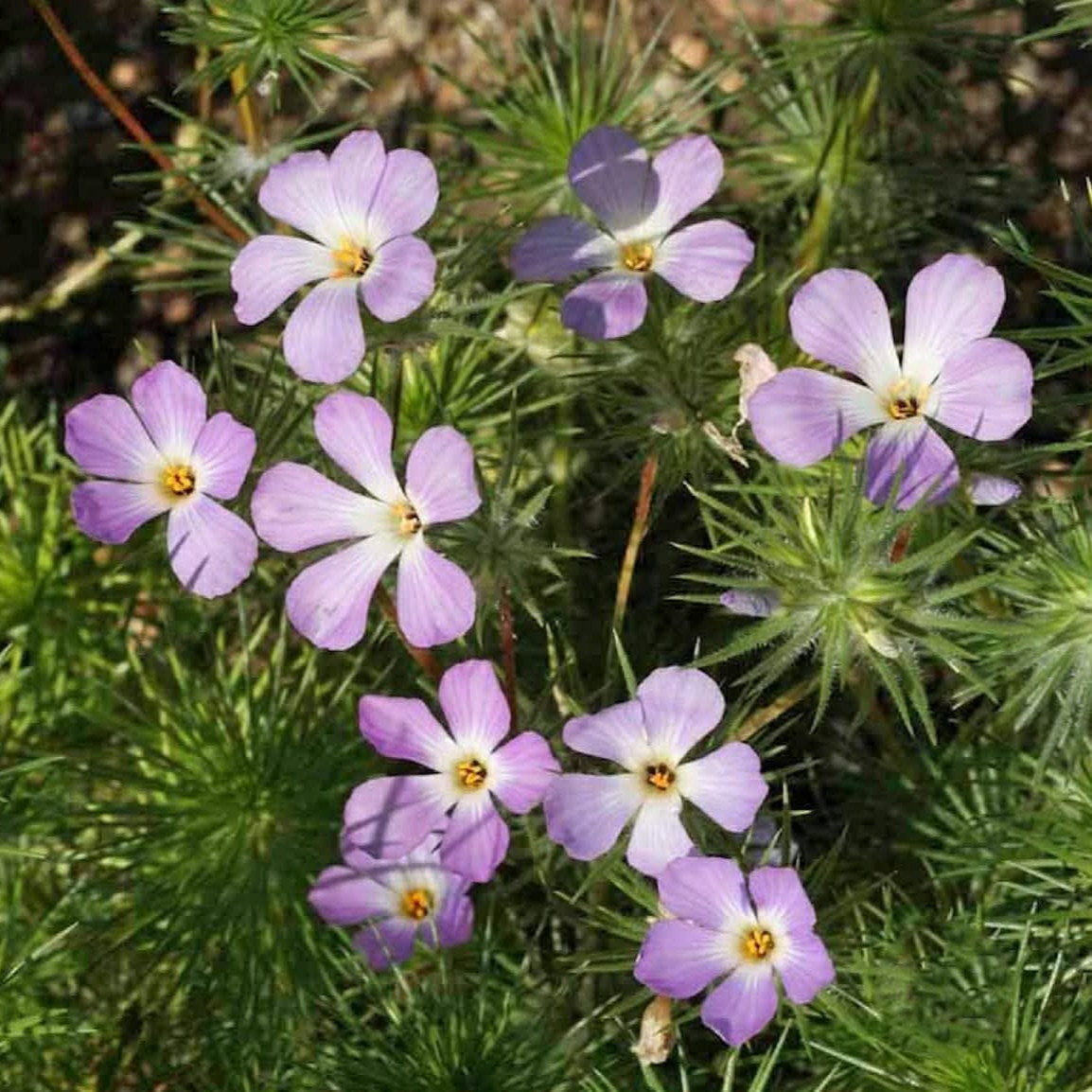 Linanthus grandiflorus (ฟล๊อกซ์ภูเขาสีชมพู)  200 เมล็ด เมล็ดน้ำเข้า