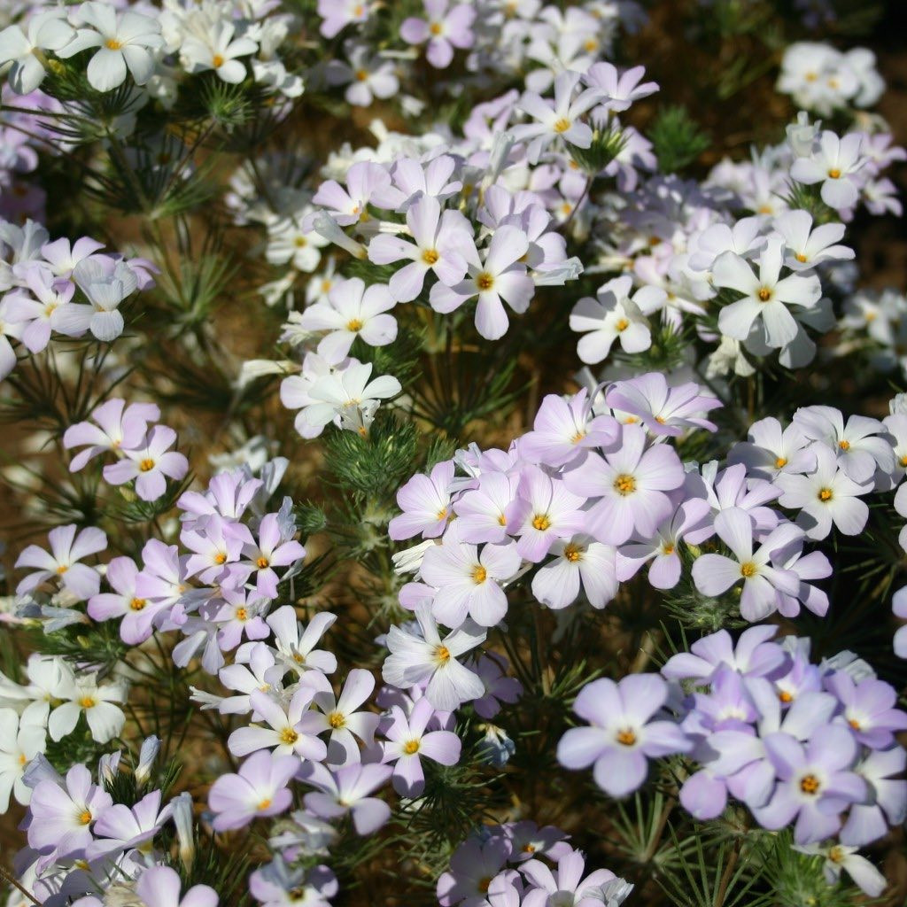 Linanthus grandiflorus (ฟล๊อกซ์ภูเขาสีชมพู)  200 เมล็ด เมล็ดน้ำเข้า