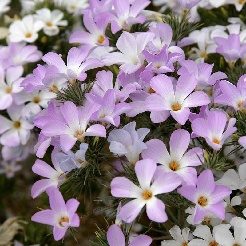 Linanthus grandiflorus (ฟล๊อกซ์ภูเขาสีชมพู)  200 เมล็ด เมล็ดน้ำเข้า