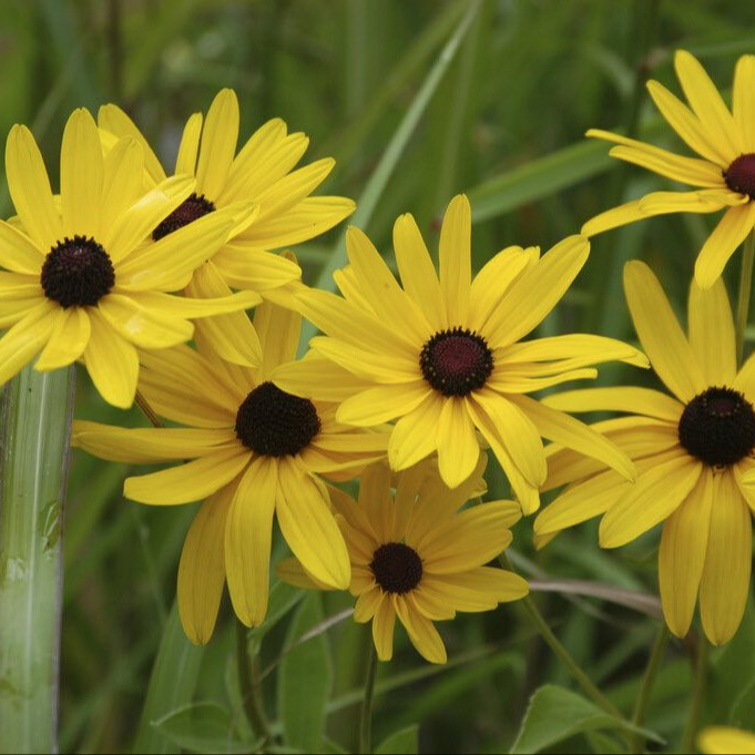 Rudbeckia subtomentosa (รูดเบ็คเกียพันธุ์ป่า ซับโทเมนโทซ่า) 100 เมล็ด
