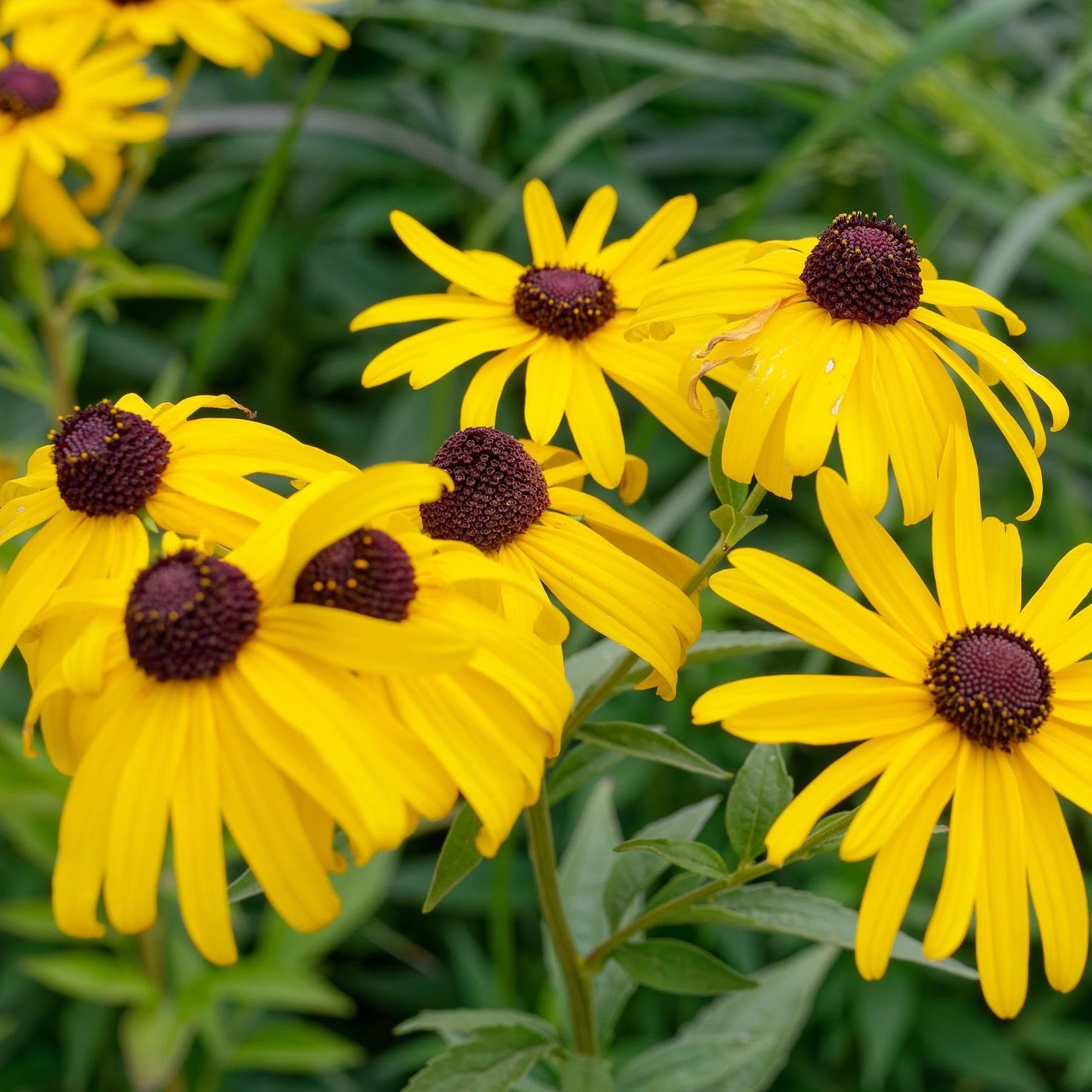 Rudbeckia subtomentosa (รูดเบ็คเกียพันธุ์ป่า ซับโทเมนโทซ่า) 100 เมล็ด