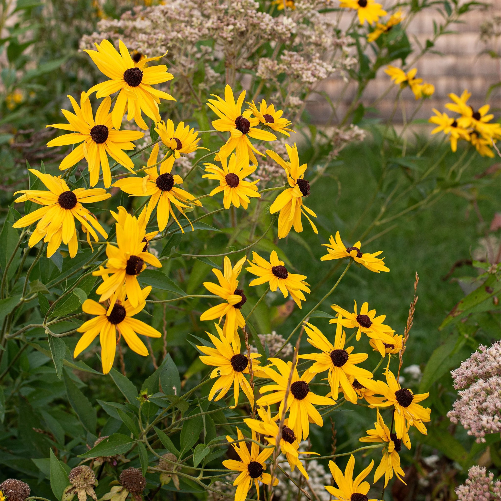 Rudbeckia subtomentosa (รูดเบ็คเกียพันธุ์ป่า ซับโทเมนโทซ่า) 100 เมล็ด