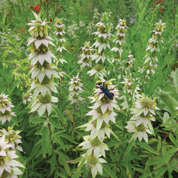 Monarda punctata ( ดอทเต็ด ฮอร์สมินต์ ) 60 เมล็ด