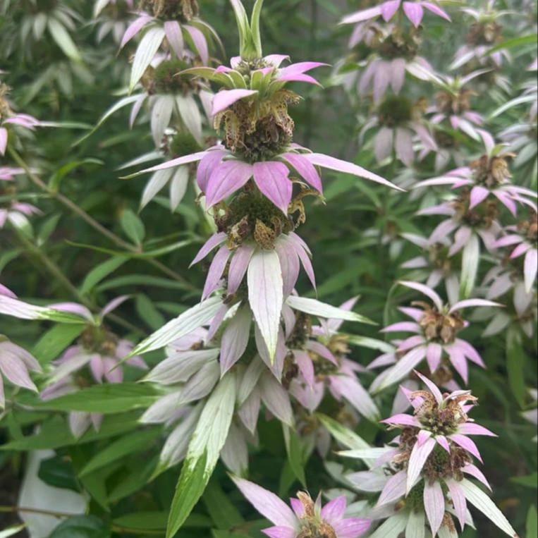 Monarda punctata ( ดอทเต็ด ฮอร์สมินต์ ) 60 เมล็ด
