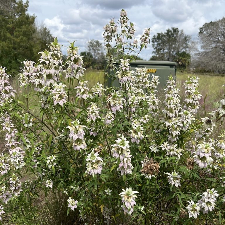 Monarda punctata ( ดอทเต็ด ฮอร์สมินต์ ) 60 เมล็ด