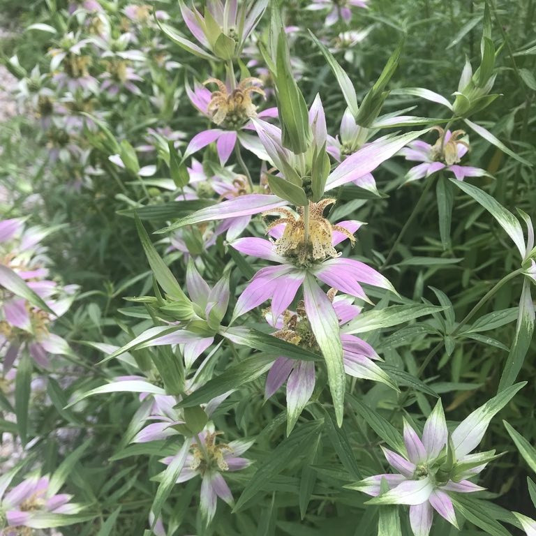 Monarda punctata ( ดอทเต็ด ฮอร์สมินต์ ) 60 เมล็ด