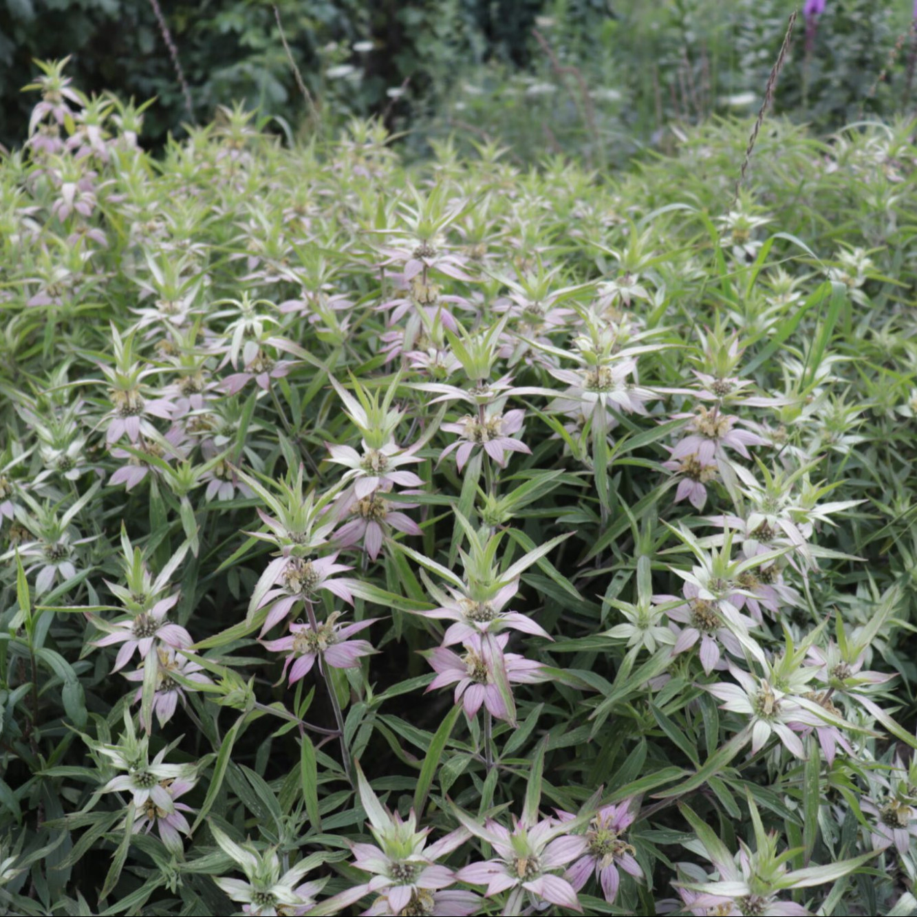 Monarda punctata ( ดอทเต็ด ฮอร์สมินต์ ) 60 เมล็ด