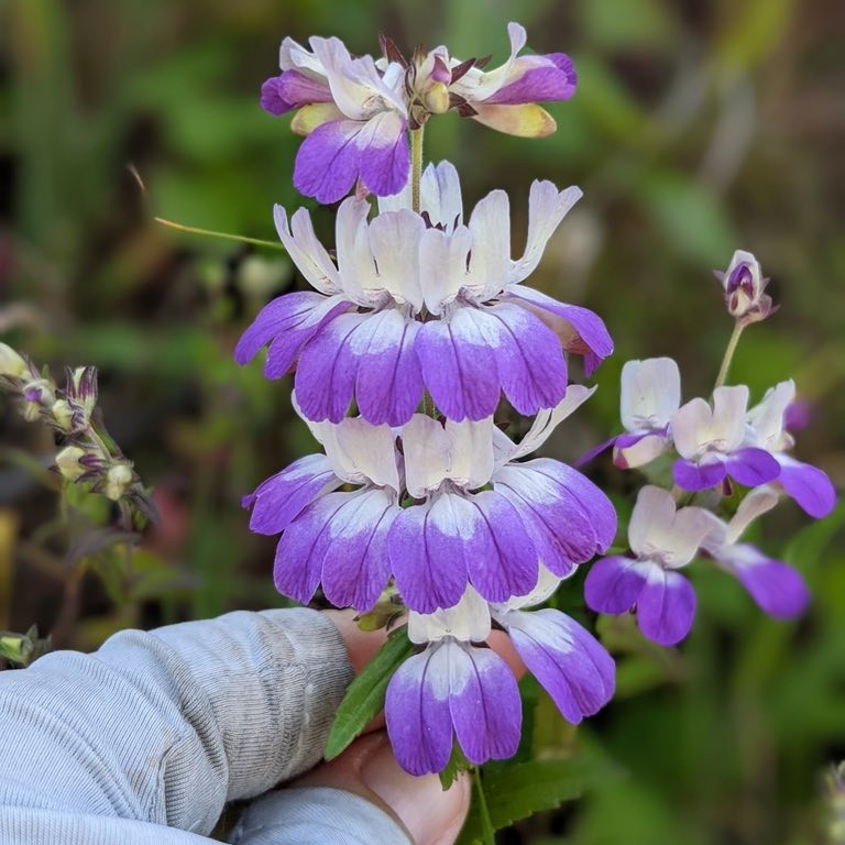 Collinsia heterophylla (คอลลินเซีย เฮเทอโรไฟลลา) 200 เมล็ด