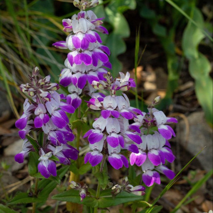 Collinsia heterophylla (คอลลินเซีย เฮเทอโรไฟลลา) 200 เมล็ด