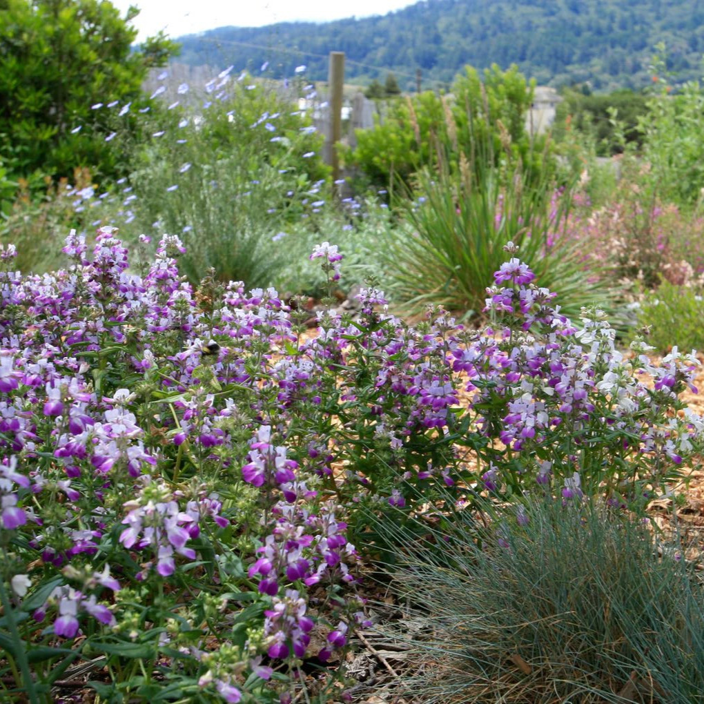 Collinsia heterophylla (คอลลินเซีย เฮเทอโรไฟลลา) 200 เมล็ด