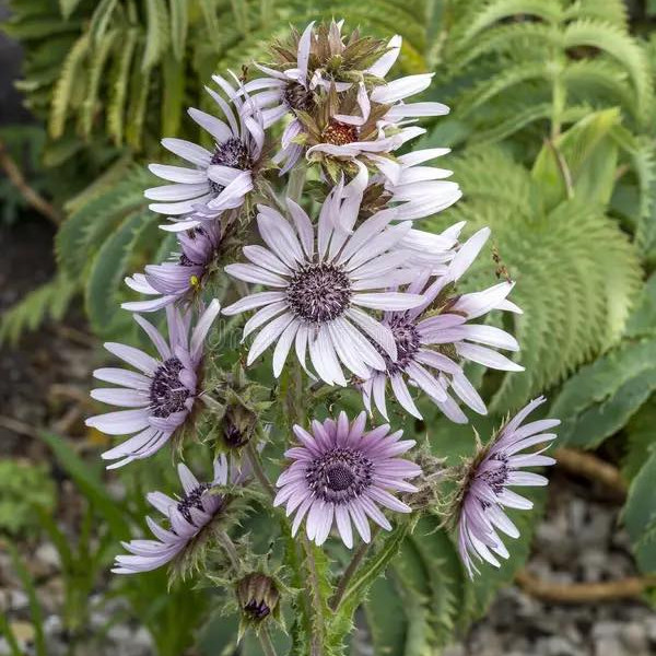 Berkheya purpurea (ทิสเซิลแอฟริกันสีม่วง) 30 เมล็ด