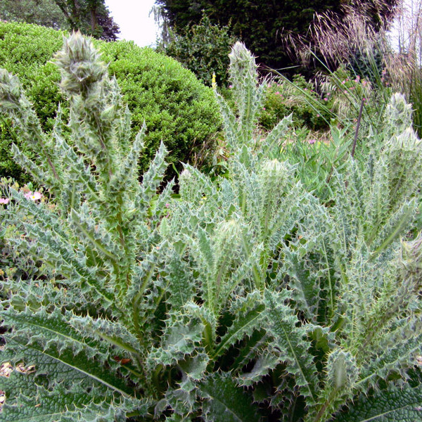 Berkheya purpurea (ทิสเซิลแอฟริกันสีม่วง) 30 เมล็ด