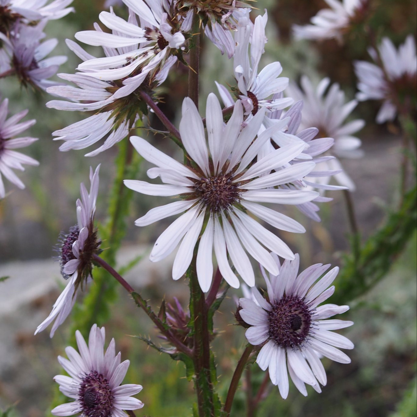 Berkheya purpurea (ทิสเซิลแอฟริกันสีม่วง) 30 เมล็ด