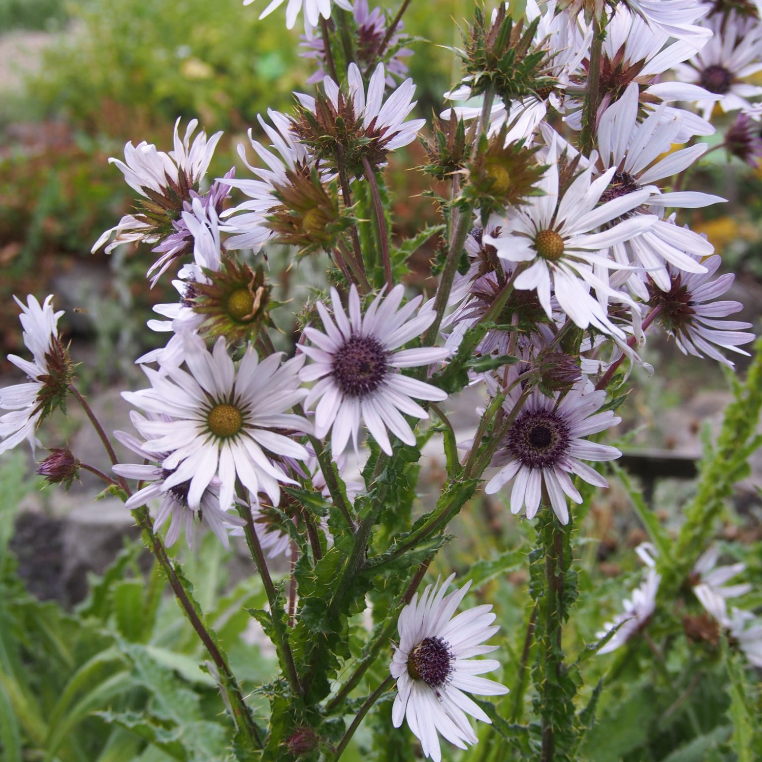 Berkheya purpurea (ทิสเซิลแอฟริกันสีม่วง) 30 เมล็ด