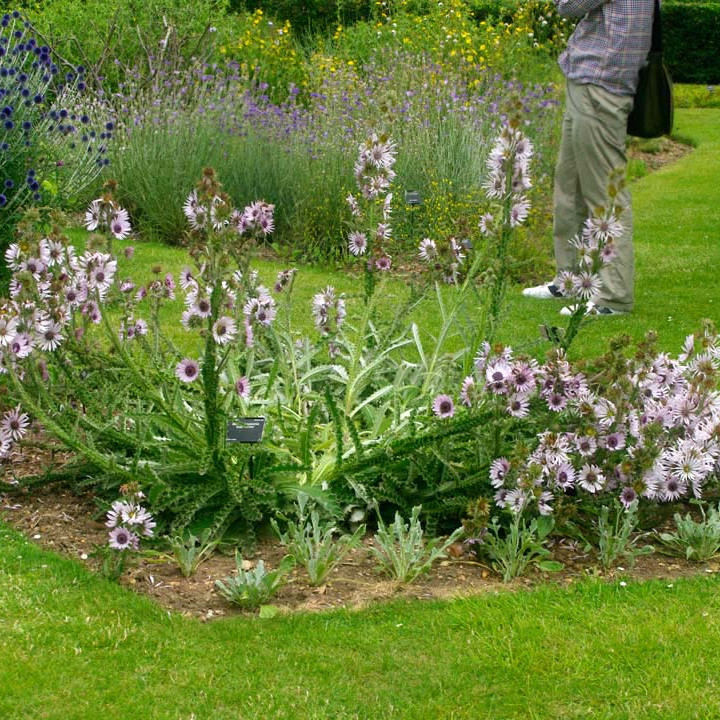 Berkheya purpurea (ทิสเซิลแอฟริกันสีม่วง) 30 เมล็ด