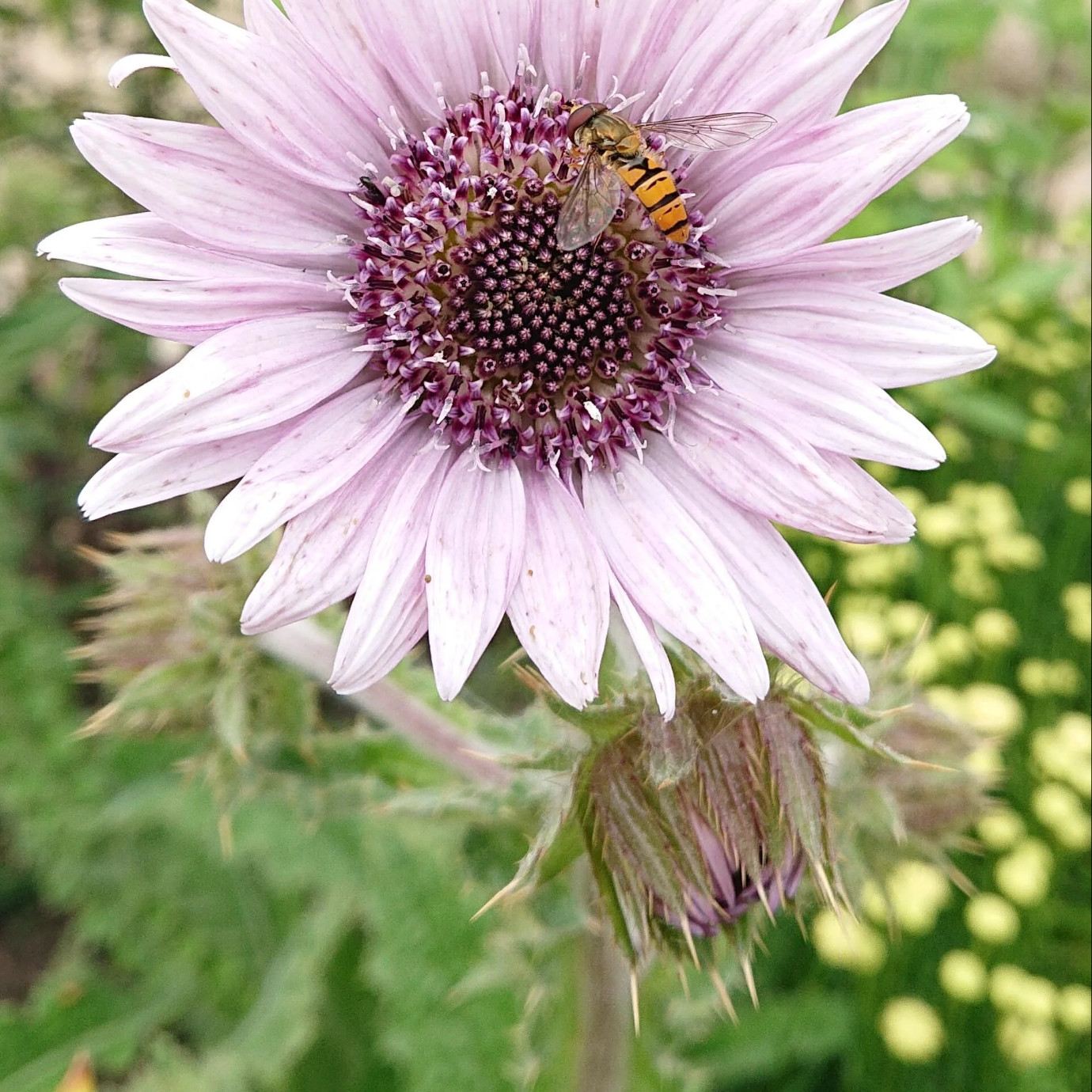 Berkheya purpurea (ทิสเซิลแอฟริกันสีม่วง) 30 เมล็ด
